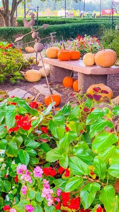 several pumpkins and flowers in a garden