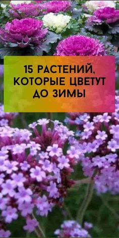 purple flowers with green leaves in the background and an orange sign that says 15 pacifichn, kotoppie liberty ao 3m1