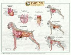 a diagram of the human body and dog's anatomy