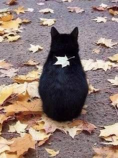 Cat Photography Ideas, Owning A Cat, Charles Darwin, A Black Cat, Cat Photography, Autumn Vibes, Autumn Aesthetic, Silly Cats