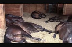 several horses are laying down in the barn together and one horse is lying down on the floor