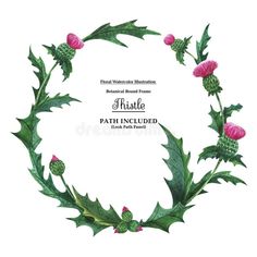 thistle flower wreath with green leaves and pink flowers on white background royalty photo - illustration