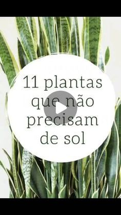 a plant with the words 11 plantas que nao preciam de sol