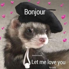 a ferret with a hat on top of it's head and the caption bonjou let me love you ya cutie