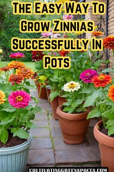 several potted flowers with text overlay that says the easy way to grow zinnas successfully in pots