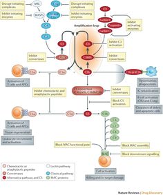 Innate Immunity, Complement System, Systemic Inflammation, Degenerative Disease, Biomedical Science, Study Ideas, Immune Response, Good Healthy Recipes, Medical School