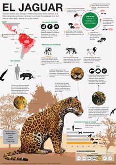 a poster with different types of animals and their names in english, spanish, and french