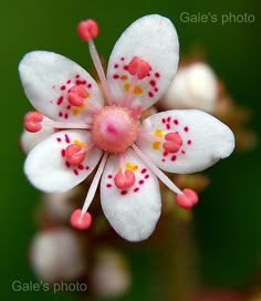 a white flower with red and yellow stamens