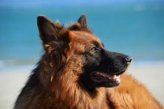 a large brown dog standing on top of a sandy beach next to the ocean and blue sky