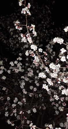 a tree with white flowers in the dark