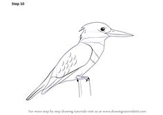 a bird sitting on top of a wooden post with the words, how to draw a bird