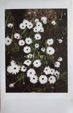 a bunch of flowers that are in the grass