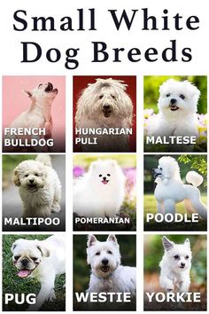 small white dog breeds are shown in this poster