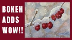 red berries are hanging from a branch in the snow with words bokeh adds wow