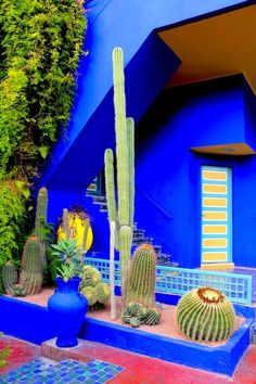 cactus and cacti in front of a blue building