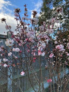 a tree with pink flowers in front of a fence