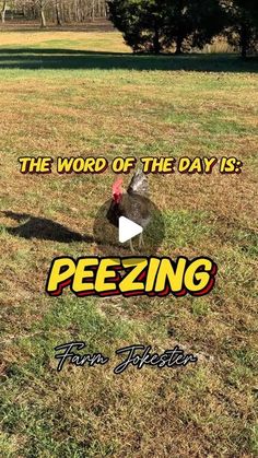 Michael Salerno on Instagram: "Word Of The Day: Peezing 

#wordoftheday #peezing #sarcastic #urin #sneeze #chickens #chicken #chickensofinstagram #geese #geeseofinstagram #farmjokester #fall2024 

Audio: @pepper_lynne"