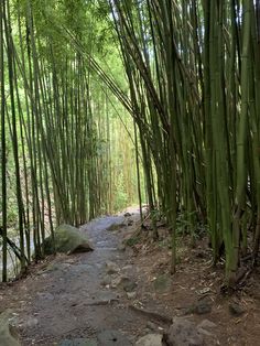 the path is lined with bamboo trees and rocks