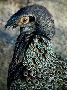 a close up of a peacock with feathers on it's back