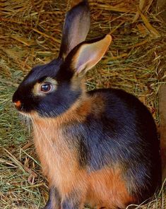 a black and brown rabbit sitting on top of dry grass