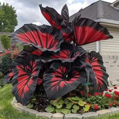 a large red and black flower sitting in the middle of a lush green field next to a house