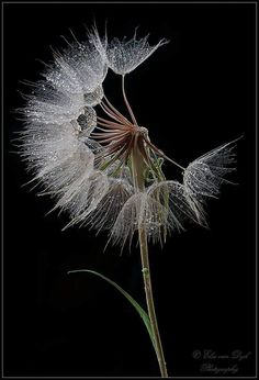 a dandelion with drops of water on it's petals in front of a black background