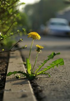 a dandelion plant with the words eating dandelions with sauteed dandelion greens recipe