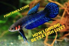 a blue and red fish swimming in an aquarium