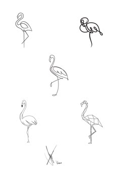 four different types of flamingos are shown in black and white, including one with a long neck