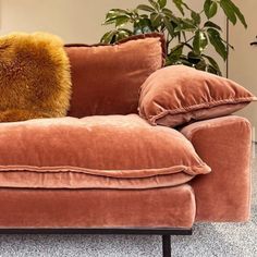 a couch with two pillows on it in front of a potted plant next to a window