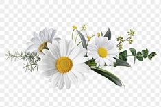 white daisies and greenery are arranged in a bouquet on a transparent background png