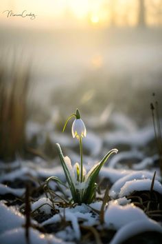 a snow covered field with grass and flowers in the foreground, as the sun is setting