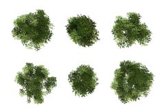 the top view of various trees on a white background with clippings for text