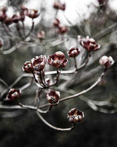 the flowers are blooming on the tree branch