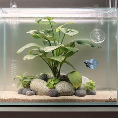 a fish tank filled with plants and rocks