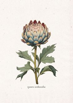 Scientific Botanical Art, Artichoke Illustration, Artichoke Tattoo, Vintage Flower Drawing, Vintage Botanical Drawings, Botanical Art Vintage