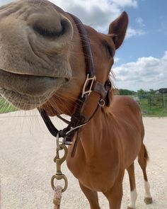 a brown horse standing on top of a dirt field