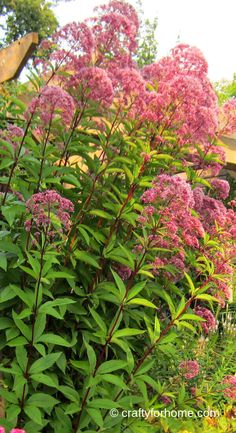 pink flowers are blooming in the garden next to green bushes and trees, along with other plants