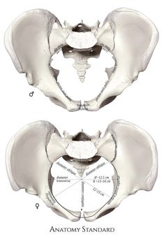 the posterior view of an adult's pelvicis and its surrounding structures