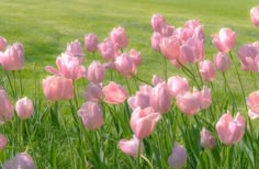 many pink tulips are growing in the grass