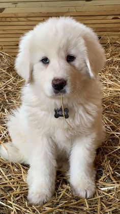 a small white puppy sitting on top of hay