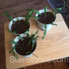 three small white bowls filled with plants on top of a wooden table next to a rug