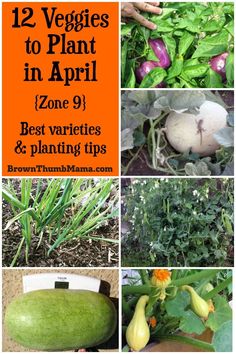 some vegetables are growing in the garden and there is an orange sign that says, 12 veggies to plant in april zone 9 best varieties & planting tips