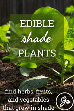 the words edible shade plants and vegetables that grow in shade