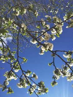 the sun shines brightly through some white flowers on a tree branch with green leaves and blue sky in the background