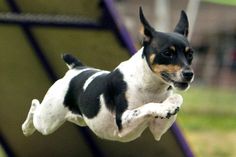 a small black and white dog jumping in the air