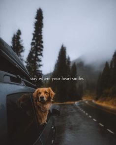 a brown dog sitting in the back of a car on top of a wet road