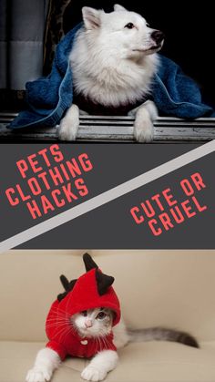 two pictures one has a cat and the other has a dog wearing clothes that say pets clothing hacks