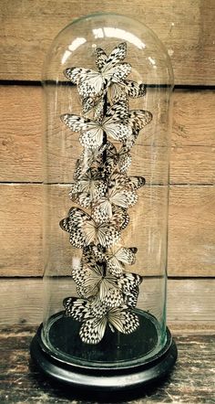 a glass dome with many butterflies in it on a wooden table next to a wall