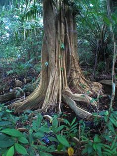 a very large tree in the middle of a forest filled with lots of plants and trees